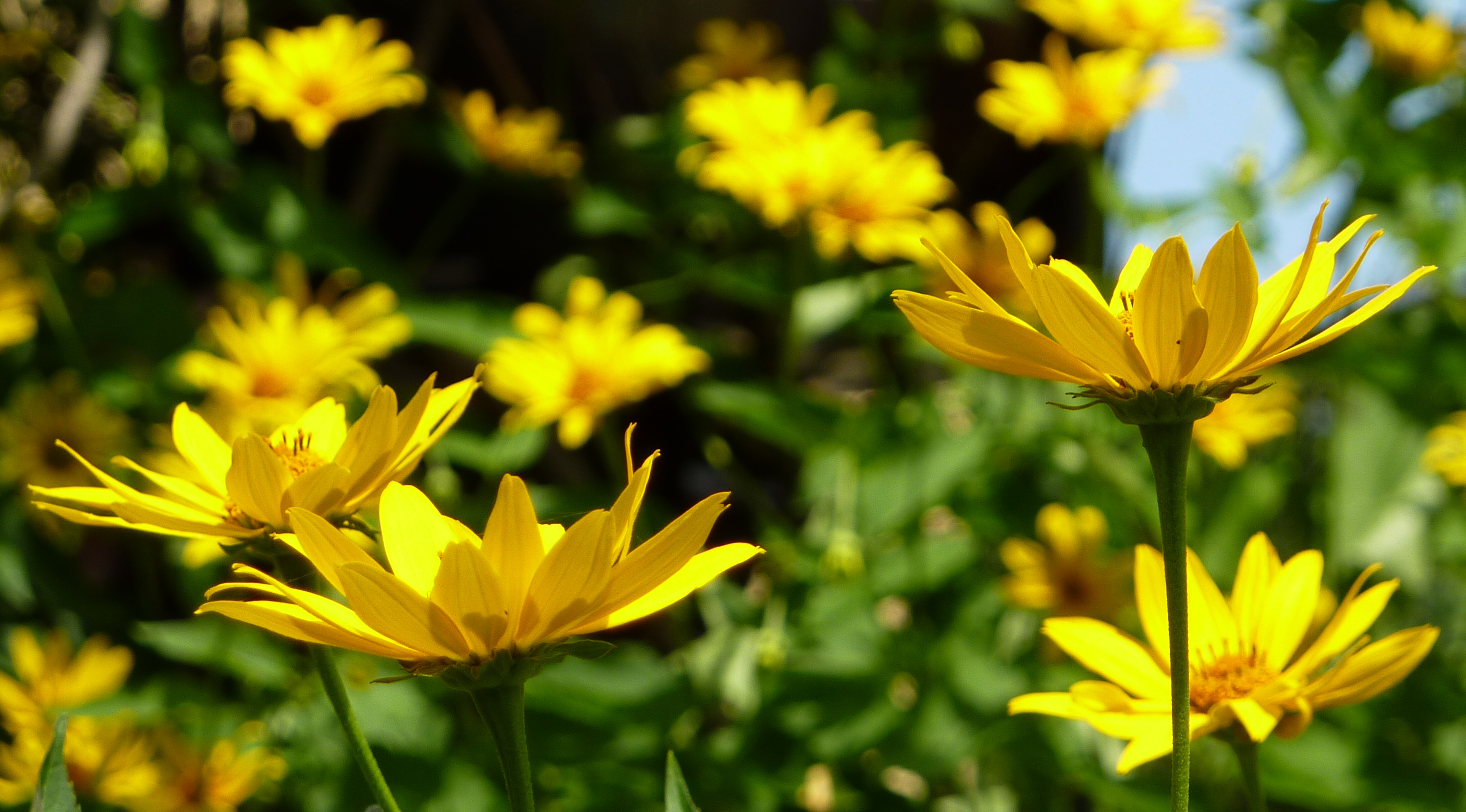 Testbild Lumix TZ6 - Blüte Macro-Zoom